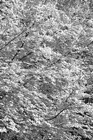 White leaves__D4C6786
