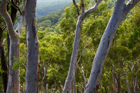 Eucalyptus Woodland_DSC_8695