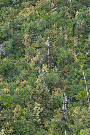 Mount Taranaki Forest_DSC1218