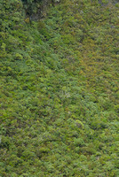 Mount Taranaki Forest_DSC1220