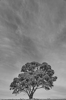 BW Eucalyptus melliodora_DSC_7657