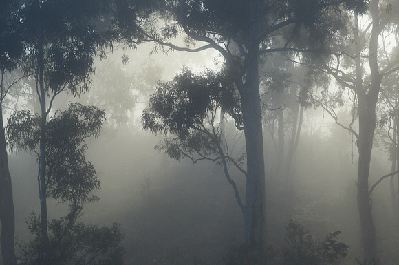 Trees in Mist_DSC_9007 1