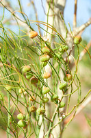 Gyrostemonaceae