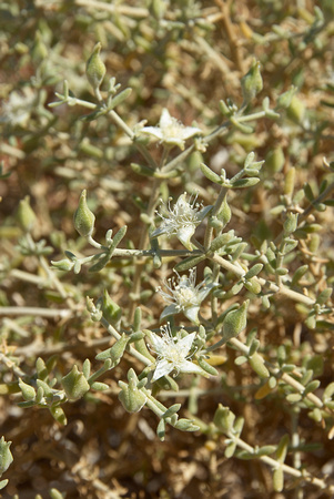 Gunniopsis papillata_DSC0035
