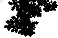 Oak leaf silhouetteDSC_9821