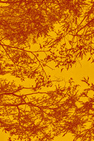 Red yellow canopy_DSC_1509