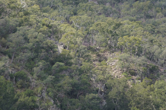 Forested Ridge_20150413 1