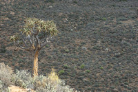 Aloe dichotoma_DSC_3969