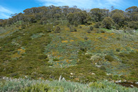 Alpine Hillside_DSC0242