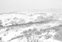 Snowfields_DSC0045 1
