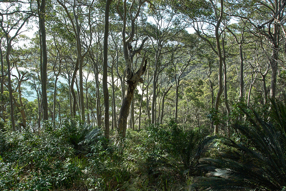 Coast Forest_DSC_0275 1