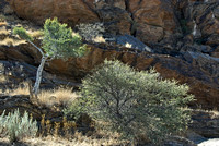 Boscia on Hillside_DSC_0054